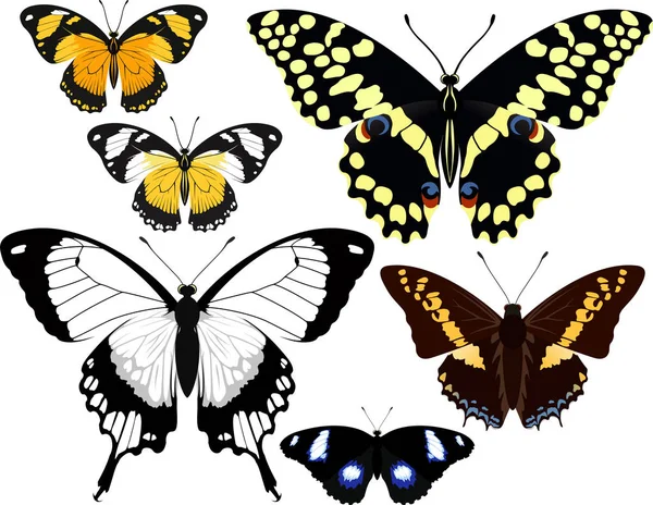 Διάνυσμα αφρικανικές πεταλούδες — Διανυσματικό Αρχείο