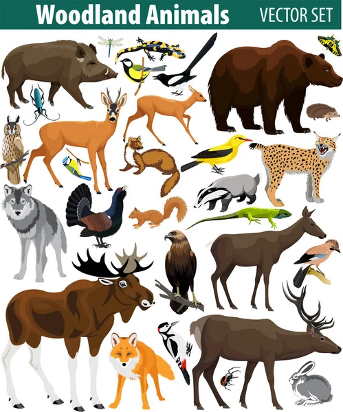 Conjunto de animales forestales vectoriales aislados en blanco — Vector de stock