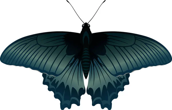 Vector mariposa Gran mormón, Papilio memnon agenor — Archivo Imágenes Vectoriales