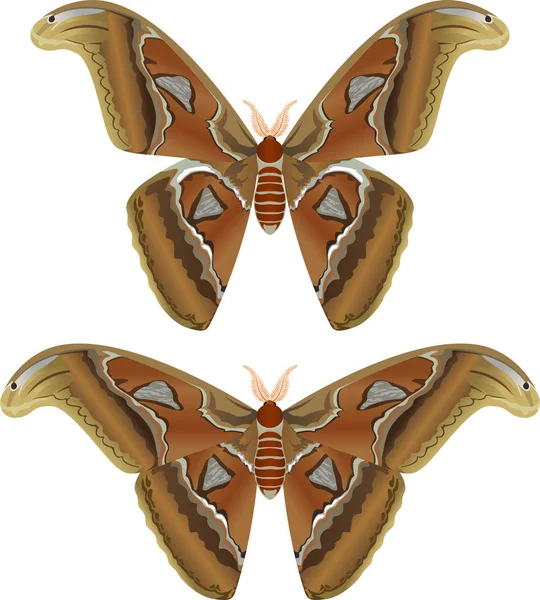 Hermosa mariposa grande, polilla gigante del Atlas, atlas Attacus - vector — Vector de stock