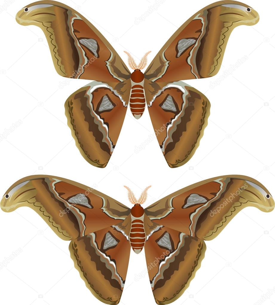 Beautiful big butterfly, Giant Atlas Moth, Attacus atlas - vector 