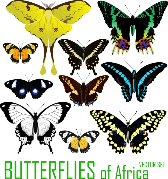 vektör set kelebek izole Afrika