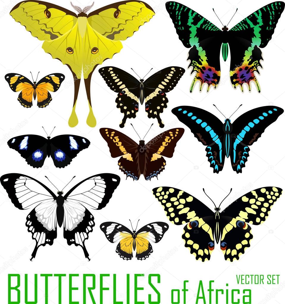 vector set of butterflies of Africa isolated