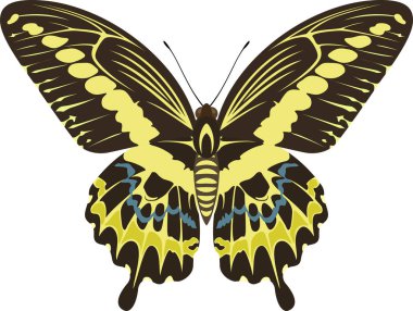 vektör swallowtail kelebek Papilio GIGON
