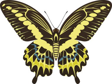vector swallowtail butterfly Papilio gigon clipart