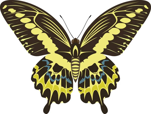 Vector swallowtail mariposa Papilio gigon — Vector de stock