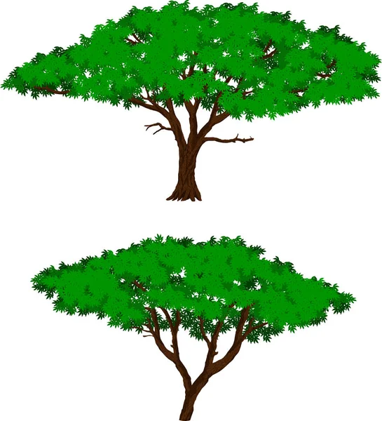 Векторное большое африканское дерево акации — стоковый вектор