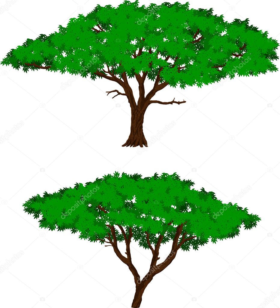 Vector Large African Acacia Tree Illustration Premium Vector In Adobe Illustrator Ai Ai Format Encapsulated Postscript Eps Eps Format Vector Large African Acacia Tree Illustration Premium Vector In Adobe Illustrator Ai Ai Format Encapsulated Postscript Eps Eps Format