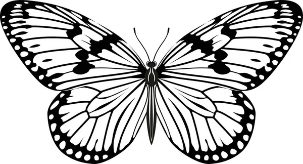 Vector Paper kite or Rice paper butterfly (Idea leuconoe) — Stock Vector