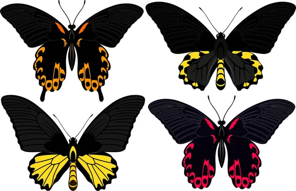 Conjunto vetorial de borboletas Filipinas — Vetor de Stock