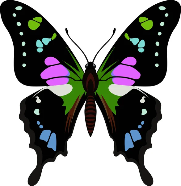 Benekli mor vektör swallowtail kelebek yeni Gine'den (Graphium weiskei) — Stok Vektör