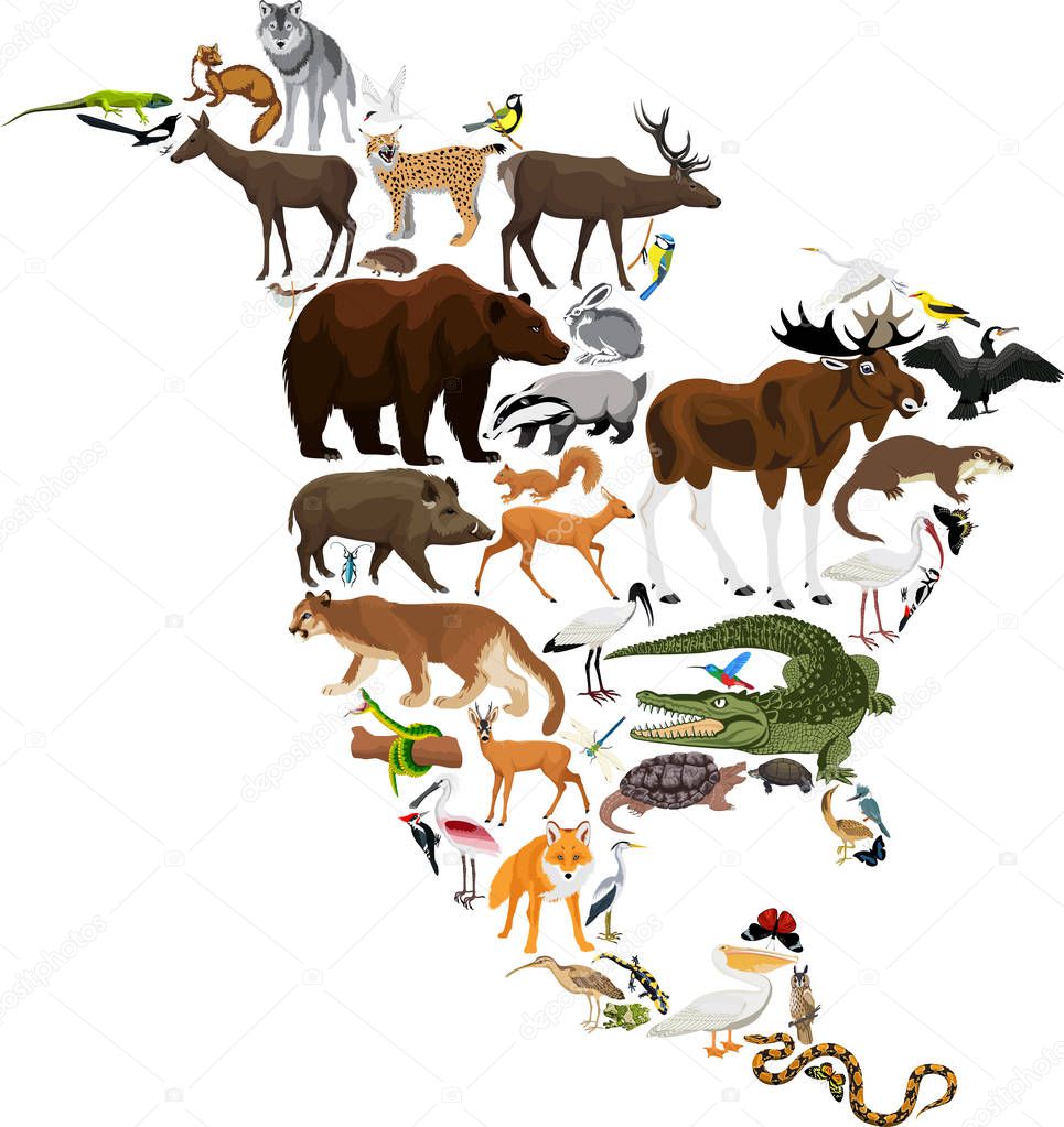 animals North America - vector illustration