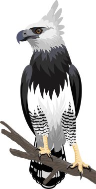 Harpy kartal vektör 