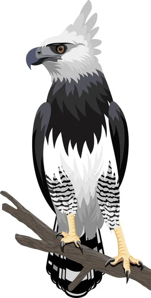 Vector Harpy Eagle — Stock Vector