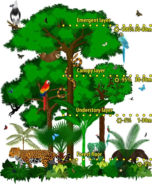 Τροπικό δάσος ζούγκλα στρώματα διανυσματικά εικονογράφηση. Διάνυσμα πράσινο τροπικό δάσος ζούγκλα με διάφορα ζώα. — Διανυσματικό Αρχείο