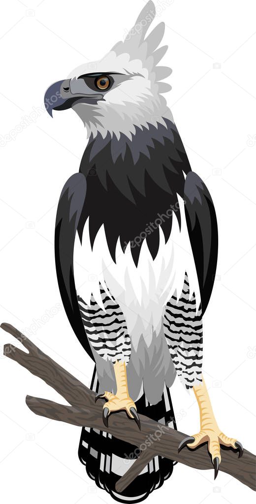 vector Harpy Eagle 