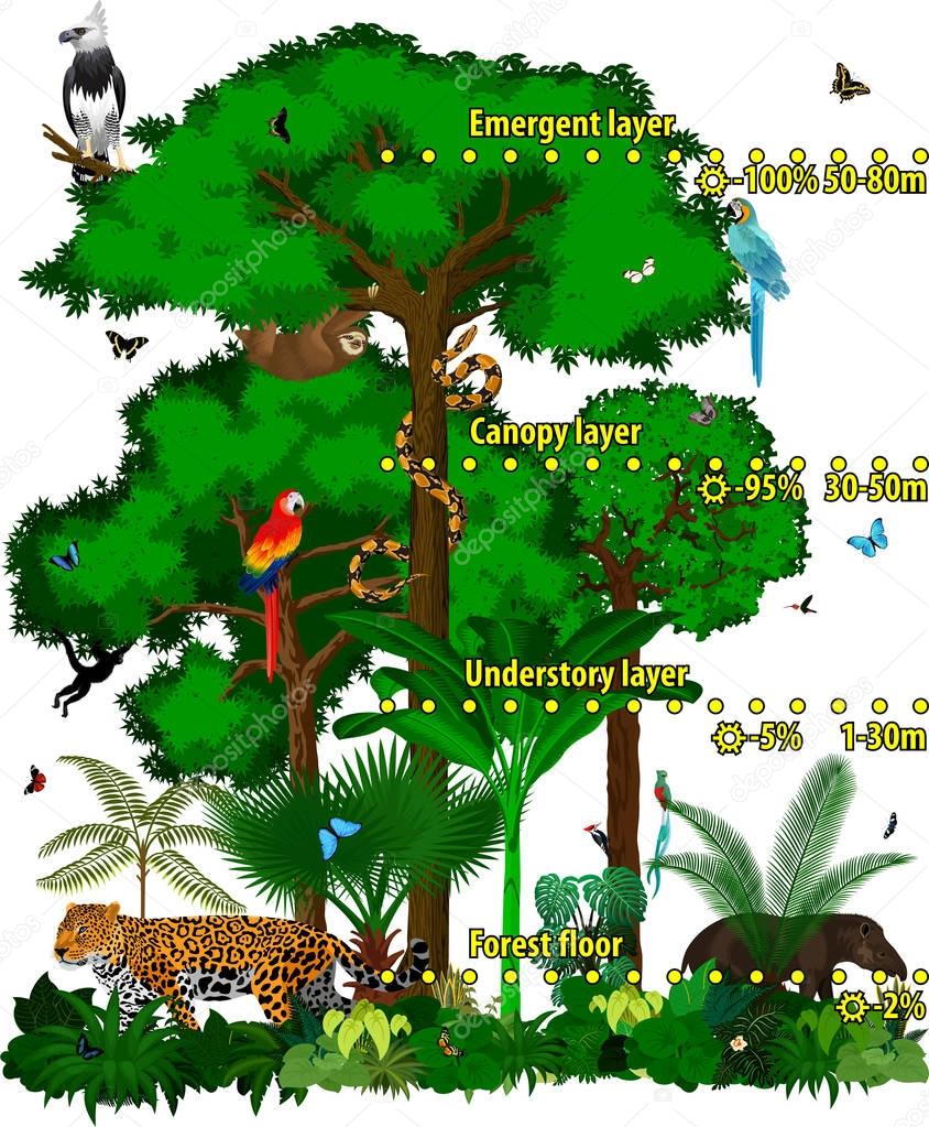 Rainforest jungle layers vector illustration. Vector Green Tropical Forest jungle with different animals.