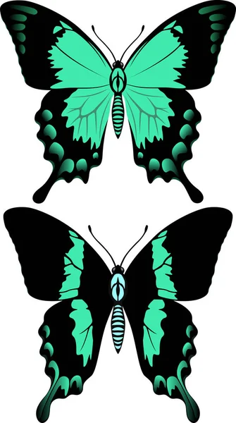 Vector verde swallowtail mariposa y mar verde swallowtail mariposa de Indonesia — Vector de stock