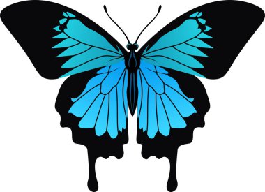 vector Ulysses butterfly from Indonesia clipart