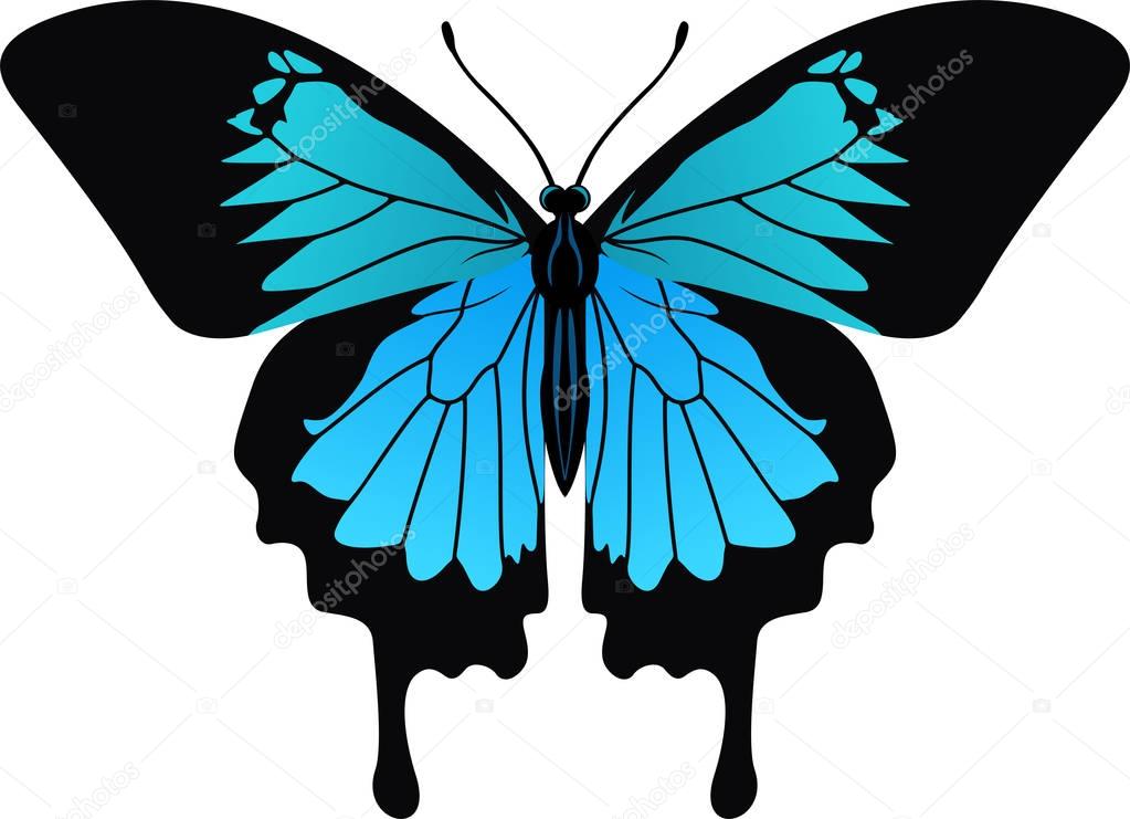 vector Ulysses butterfly from Indonesia