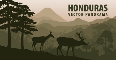 Honduras vektör Panoraması ile orman raimforest ve ak kuyruklu geyik