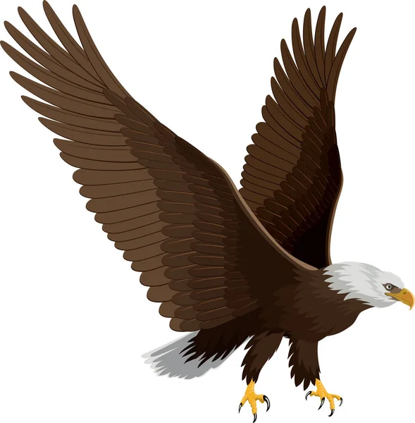 Aquila calva isolata su bianco - vettore — Vettoriale Stock