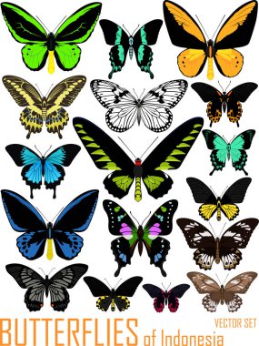 vector set of butterflies of Indonesia isolated on white clipart