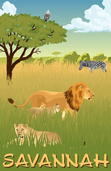 African savannah with lions and zebra - vector
