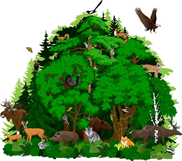 Vector north woodland forest with animals — Stock Vector