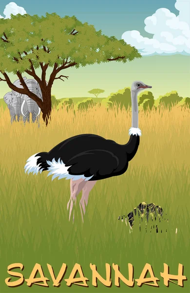 Afrikaanse savanne met struisvogel, schildpad en olifanten - vector — Stockvector