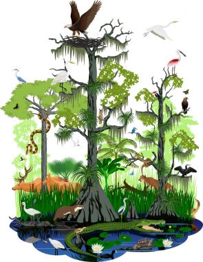 vector wetland or Florida Everglades landscape clipart