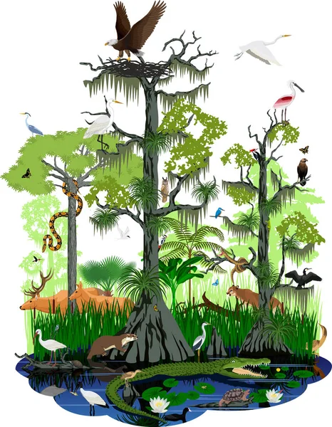 Zone humide vectorielle ou Everglades en Floride paysage — Image vectorielle