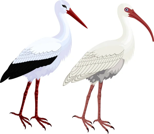Vetor American White Ibis e cegonha branca — Vetor de Stock