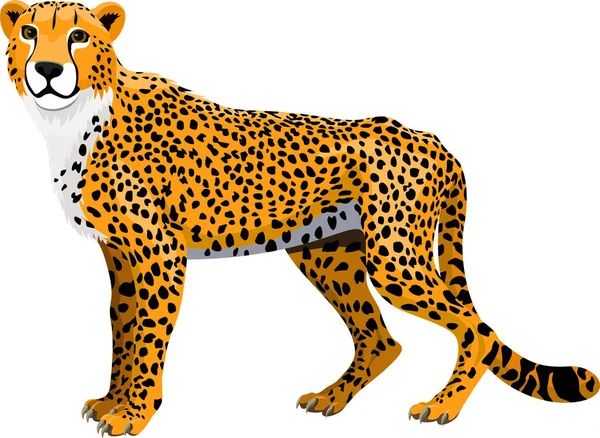 Vector afrikanska cheetah isolerade — Stock vektor