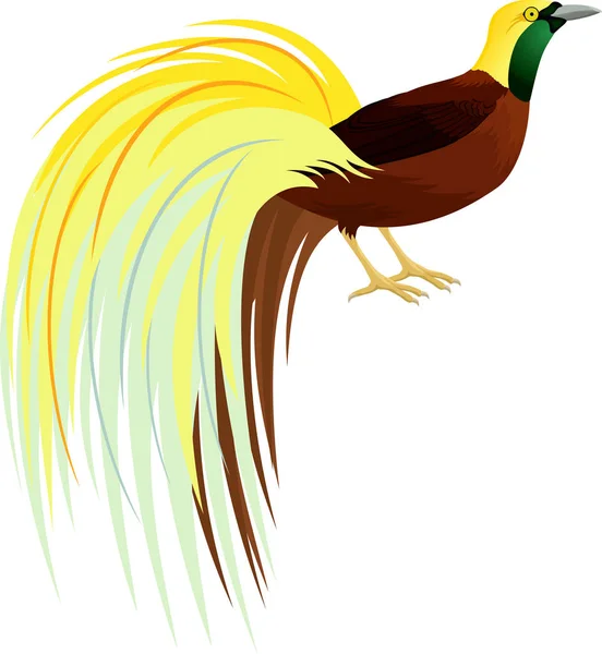 Vektorové menší Bird of Paradise nebo Paradisaea drobné. Krásný pták Papuy-Nové Guiney. — Stockový vektor