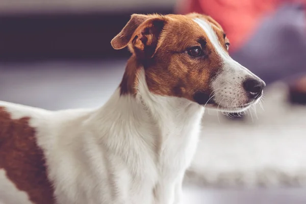 Schattig hondje — Stockfoto