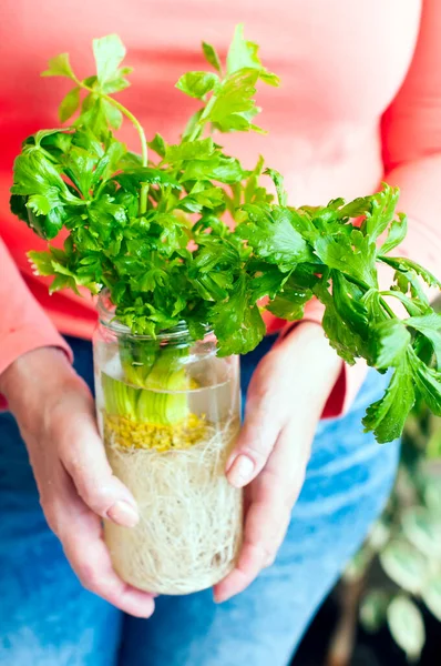 Growing celery. Woman holding in her hands the glass bottle with the celery plant inside. Home gardening concept.
