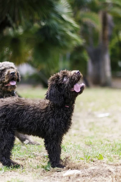 Two Playful Healthy Spanish Water Dogs Chocolate Color Fur Playing — Stock Photo, Image