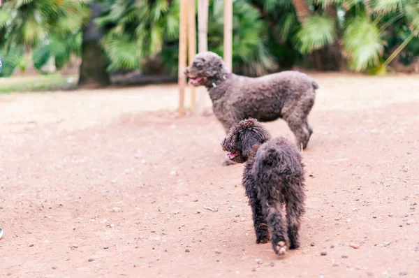 两只长着巧克力色皮毛的活泼健康的西班牙水犬正在公园的绿草地上玩球 狗和小狗 图库图片