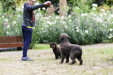 Çikolata renkli kürklü iki neşeli ve sağlıklı İspanyol su köpekleri parktaki yeşil çimlerin üzerinde sahibiyle oynuyorlar. Baba köpek ve köpek yavrusu.