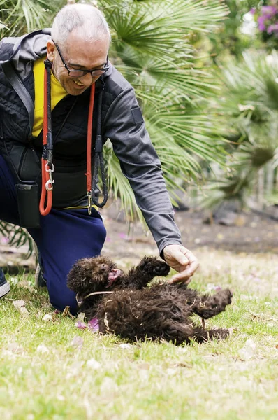 Zwei Verspielte Und Gesunde Spanische Wasserhunde Mit Schokoladenfarbenem Fell Spielen — Stockfoto