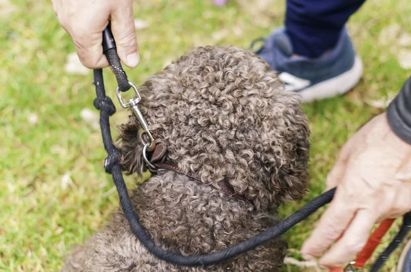 Dog Owner Tying His Dog Leash Animal Care Responsibility — Stock Photo, Image