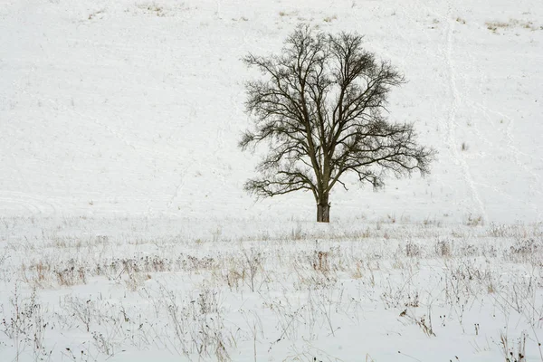 Lonely tree in the winter country — Stock Photo, Image
