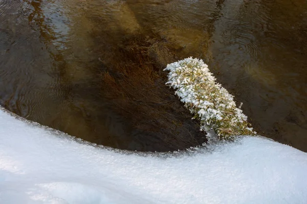 Dettaglio di erba ghiacciata vicino al fiume — Foto Stock