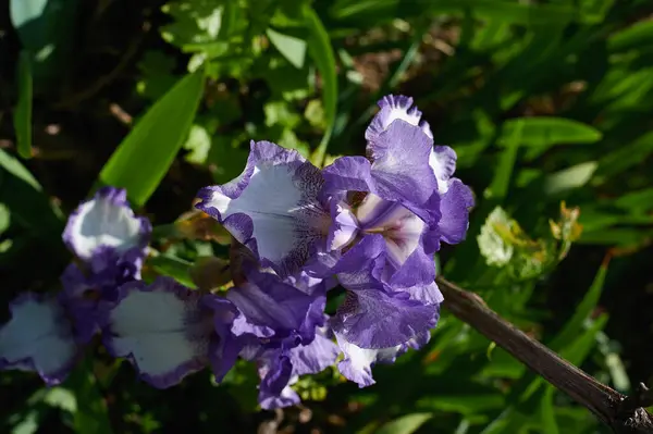 Lilas Pourpre Fleurit Jour Mai — Photo