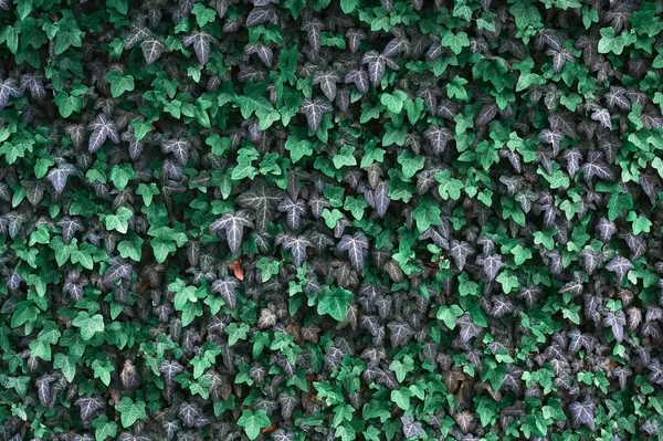 Naturalna Ściana Liści Tło Tekstury — Zdjęcie stockowe