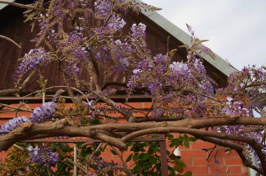 Mor salkımlı ağaç, bahar günü bulutlu bir havada tuğladan bir duvara yaslanır.