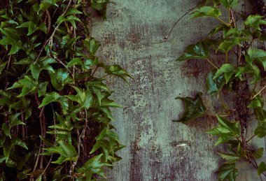 ahşap arka planda sarmaşık yaprakları ve mavi bir teneke