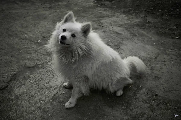 Amerikalı Eskimo köpeği yere oturup oyuncağa bakar ve bekler.
