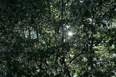 Elma ağacının filizlenen ağaçlarının arasından mavi gökyüzüne karşı güneş ışınları yollarına devam eder.